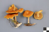 Gymnopilus penetrans image